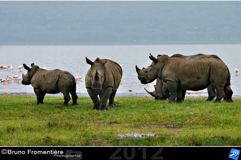 rhinocéros 800 f