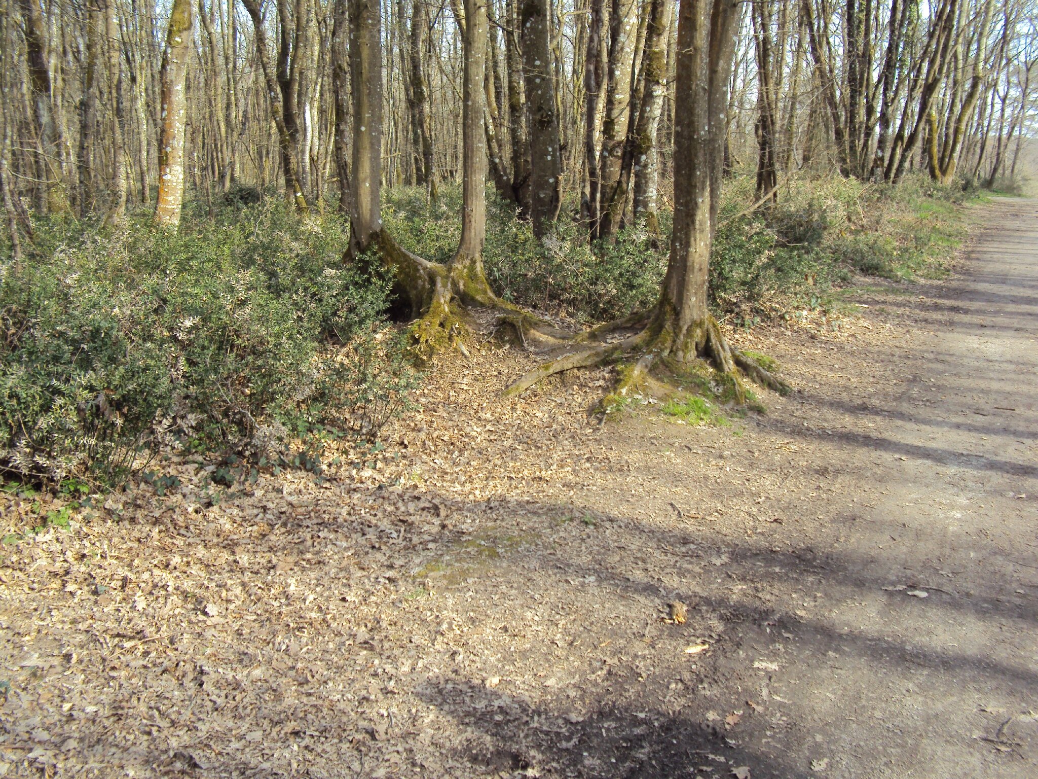 Rencontres foret de bouconne