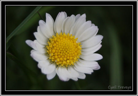 2010_05_18_Une_fleur_de_p_querette
