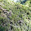 Florilège de Morilles 2016 en Béarn des plaines et coteaux...