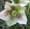 Helleborus orientalis Lam