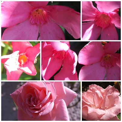 Conserves & jardin (8)