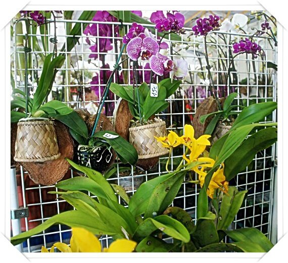 ORCHIDEES DIVERS IREZIUZI