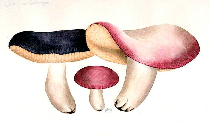 185 Russula integra, Refait 30 août 1893 422