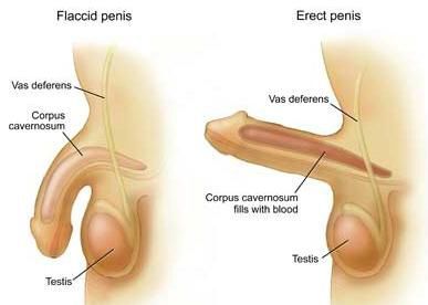Les boutons blancs sous-cutanés sur la personne comme