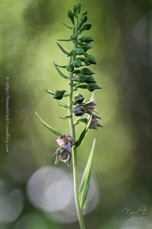 Epipactis helleborine