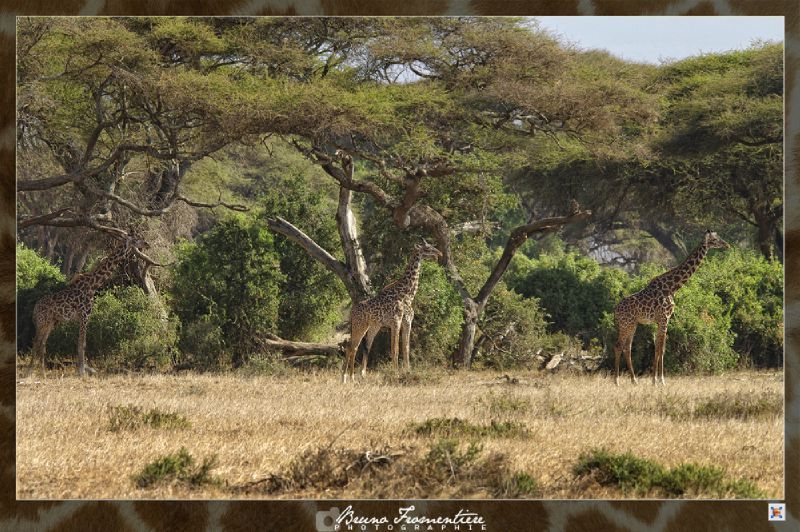 Girafe b
