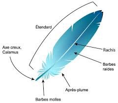 Image result for anatomie d'une plume