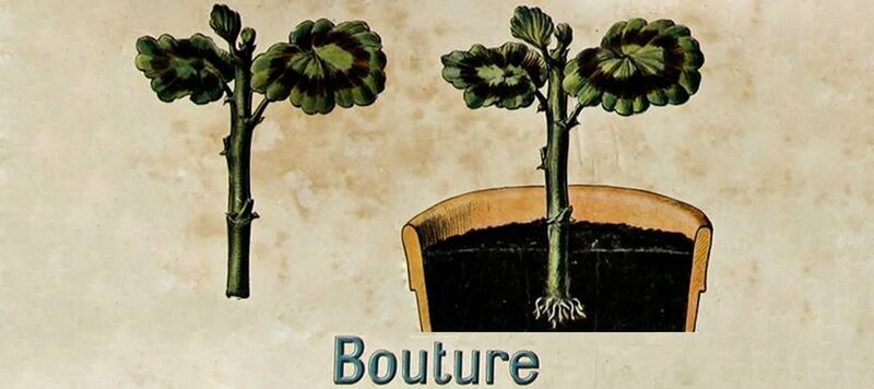 Bouture