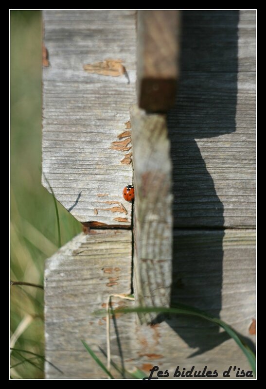 jardinL (1)