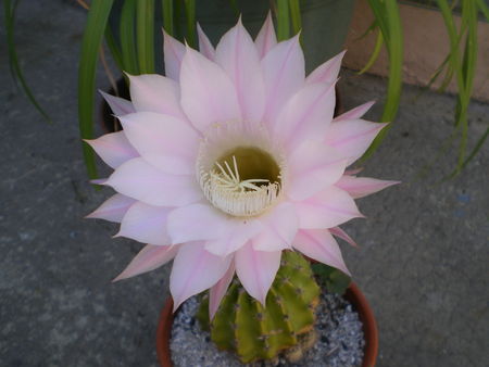 IMGP4750