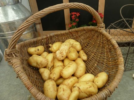05-premières patates nouvelles amandine (10)