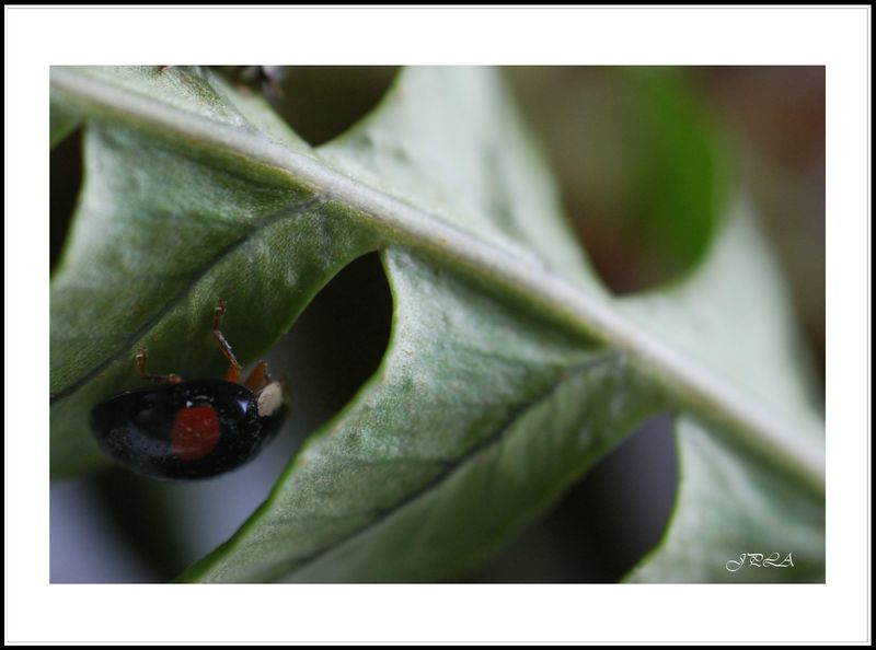 13 02 15 13 02 03 macro105 5591 c