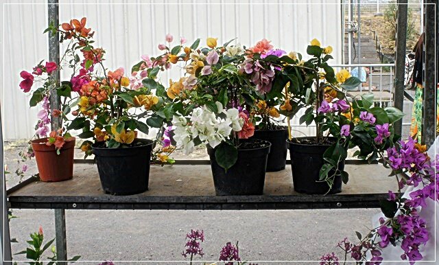 FLEURS TRES VARIEES DFSFS