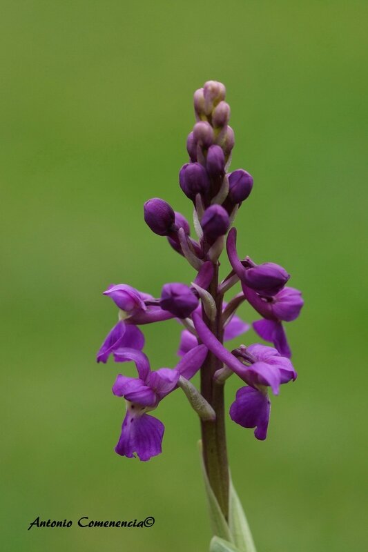 orchis mascula