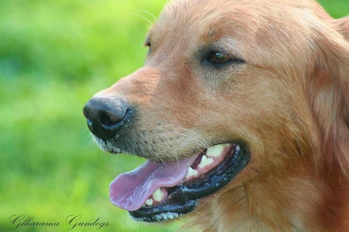 Le Golden Retriever de travail - La Belgique a du chien... Le Golden Retriever de travail - La Belgique a du chien...