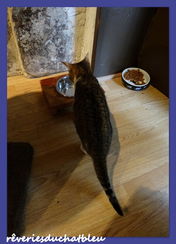 Cafe des chats 11 20134