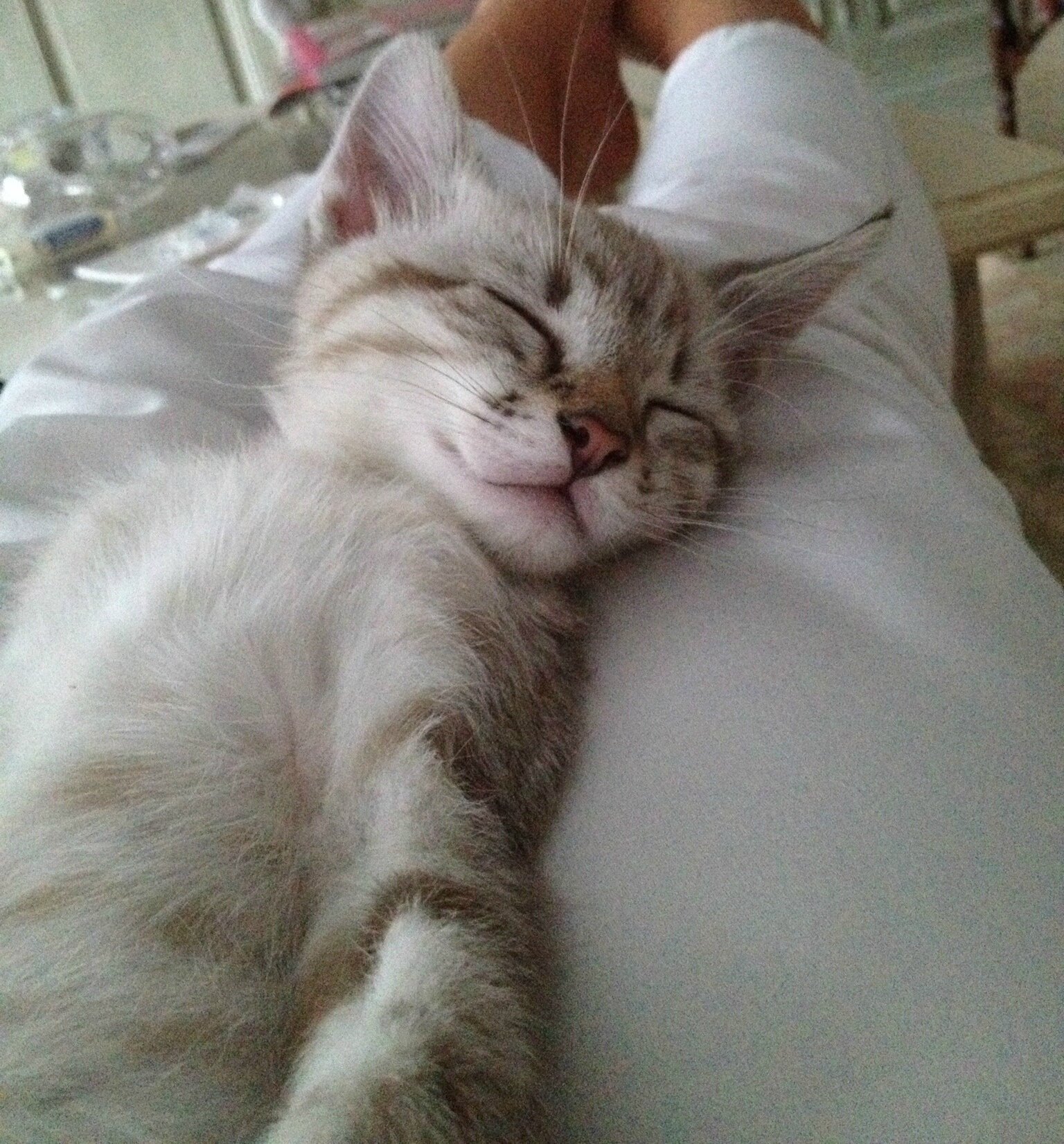 Adopter un chat de 3 mois