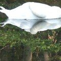 Cygnétrie parfaite
