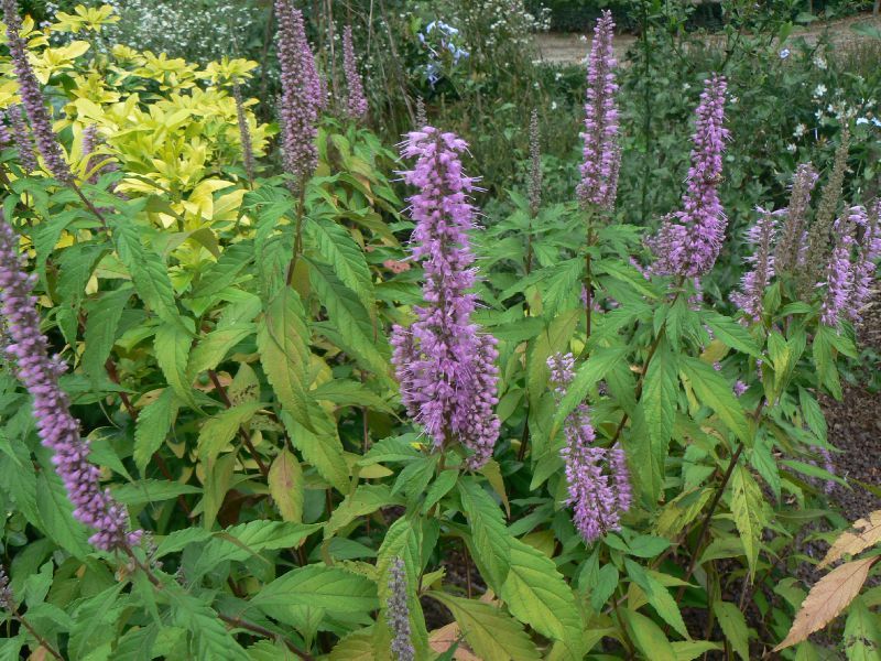 menthe en fleur que faire menthe en fleur que faire
