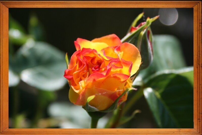 Rose 6