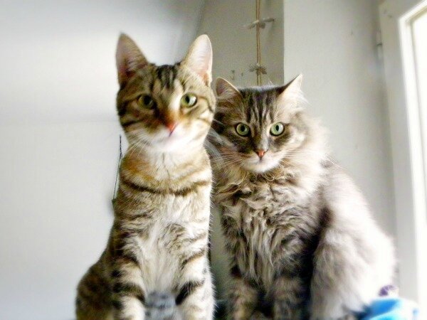 mes-chats-yoshi-et--Joy