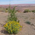 Painted Desert